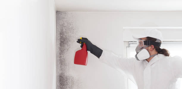 Best Mold Testing and Inspection Services in Hilliard, FL