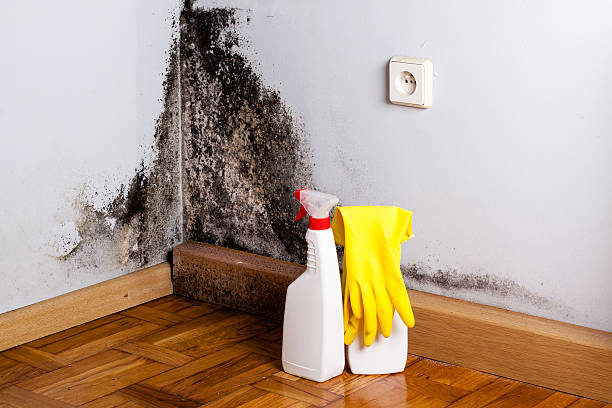 Best Emergency Mold Remediation in Hilliard, FL